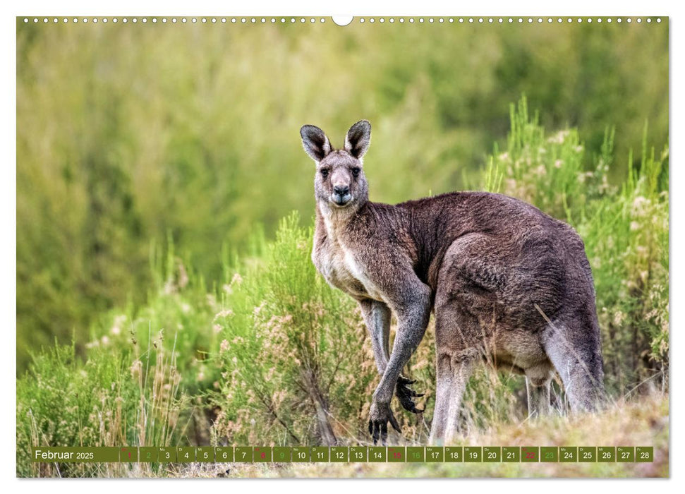 Big Five Australiens Buckelwal, Walhai, Orca, Quokka,Känguru (CALVENDO Wandkalender 2025)