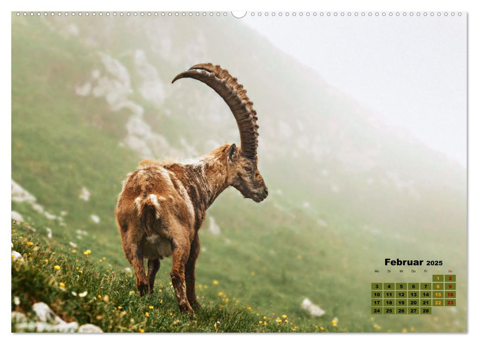 Big Five der Alpen Gämse, Steinbock, Murmeltier, Steinadler, Bartgeier (CALVENDO Wandkalender 2025)