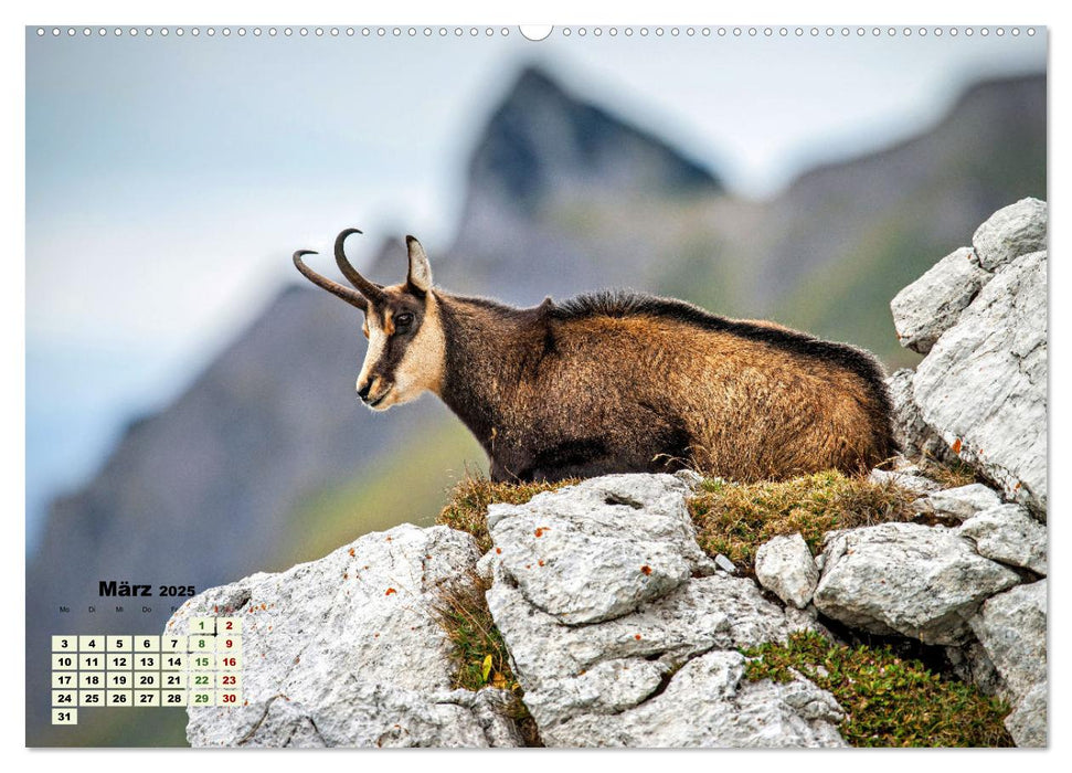 Big Five der Alpen Gämse, Steinbock, Murmeltier, Steinadler, Bartgeier (CALVENDO Wandkalender 2025)