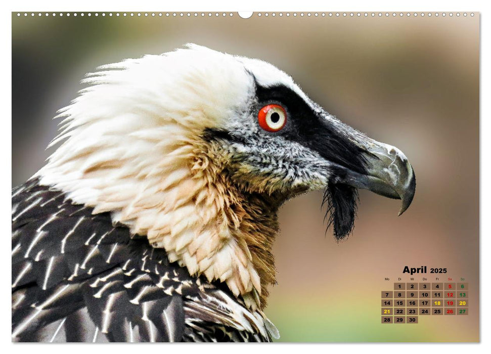 Big Five der Alpen Gämse, Steinbock, Murmeltier, Steinadler, Bartgeier (CALVENDO Wandkalender 2025)