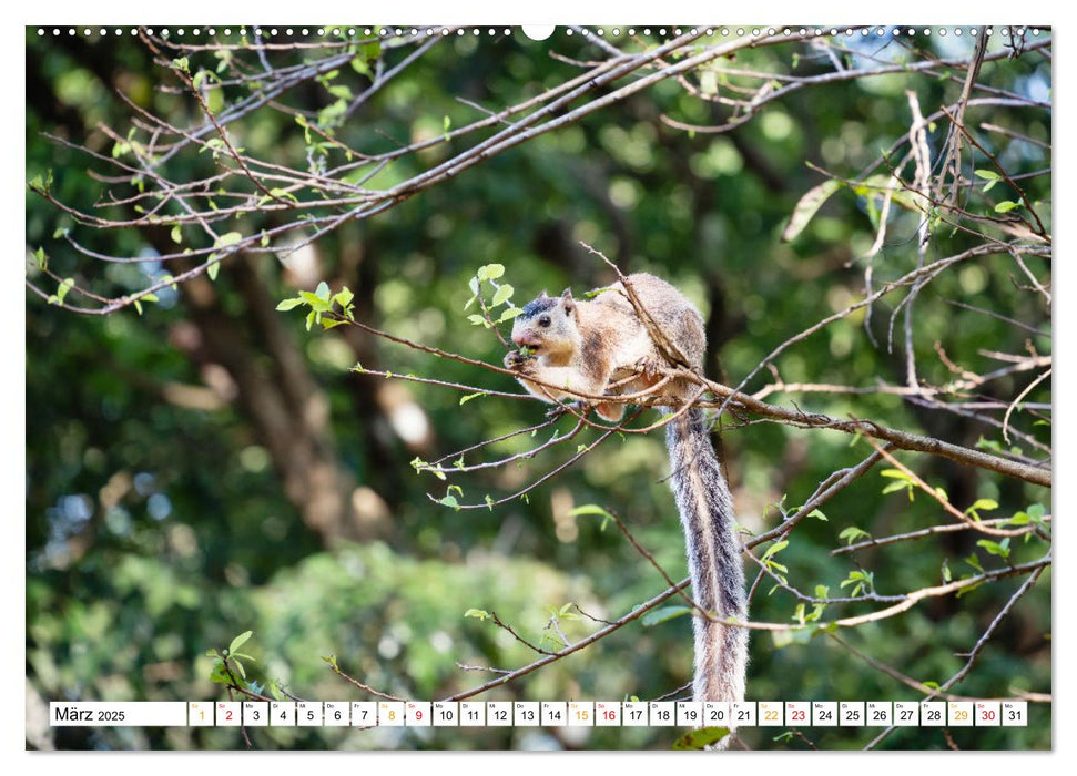 Wildes Sri Lanka (CALVENDO Premium Wandkalender 2025)