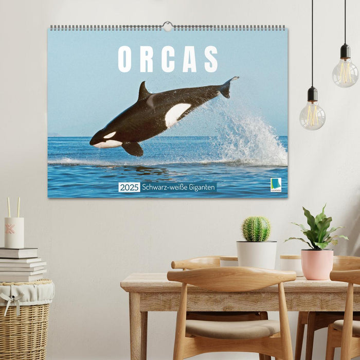 Orcas: Schwarz-weiße Giganten (CALVENDO Wandkalender 2025)