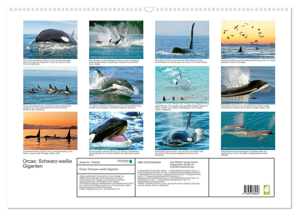 Orcas: Schwarz-weiße Giganten (CALVENDO Wandkalender 2025)