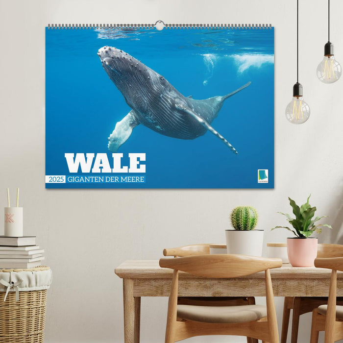 Wale: Giganten der Meere (CALVENDO Wandkalender 2025)