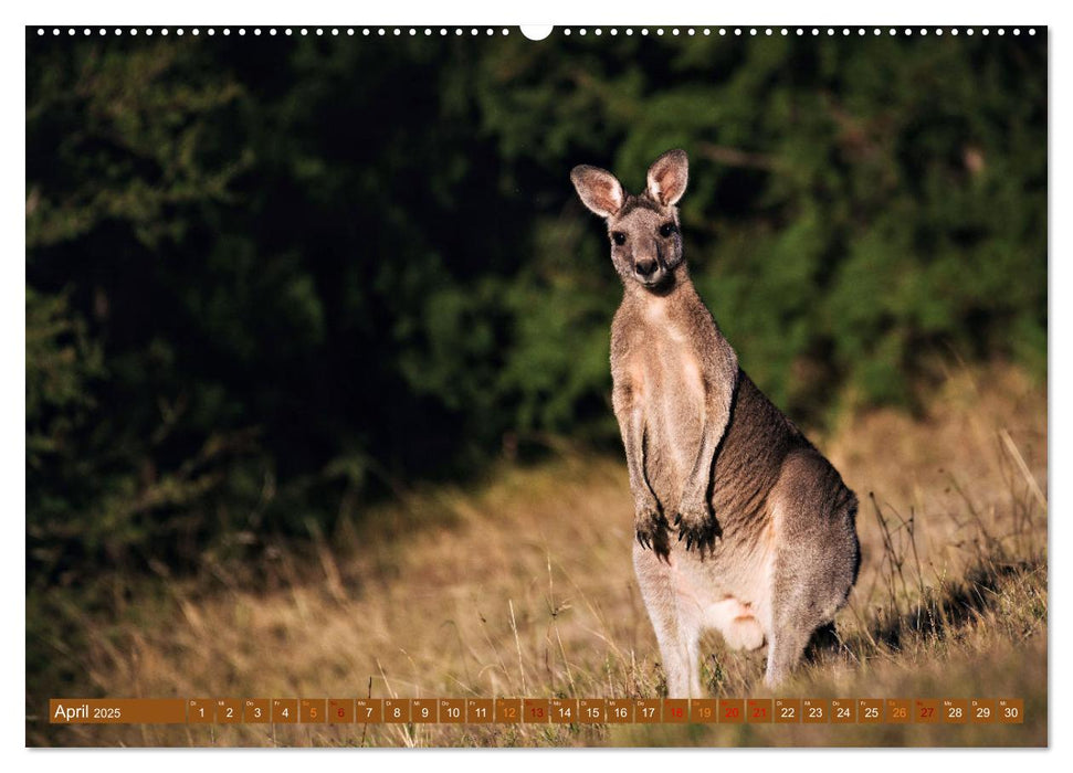 Big Five Australiens Buckelwal, Walhai, Orca, Quokka,Känguru (CALVENDO Premium Wandkalender 2025)