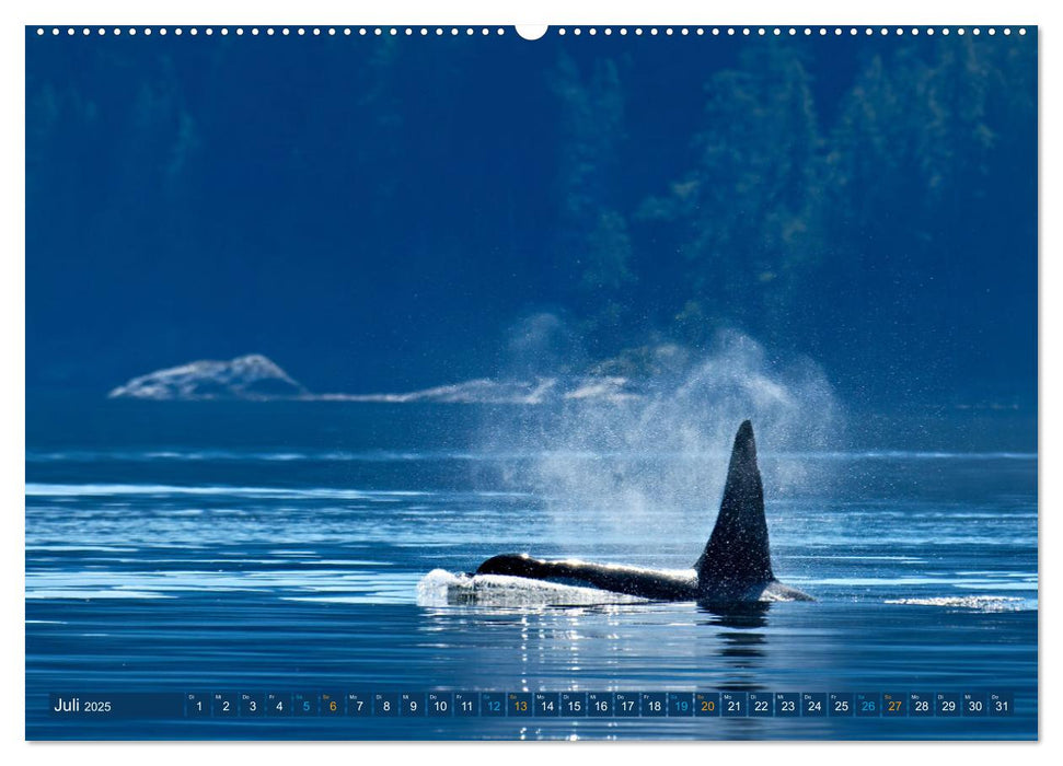 Big Five Australiens Buckelwal, Walhai, Orca, Quokka,Känguru (CALVENDO Premium Wandkalender 2025)