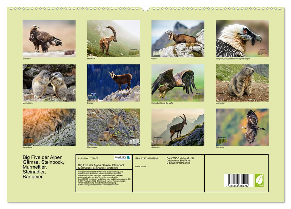 Big Five der Alpen Gämse, Steinbock, Murmeltier, Steinadler, Bartgeier (CALVENDO Premium Wandkalender 2025)