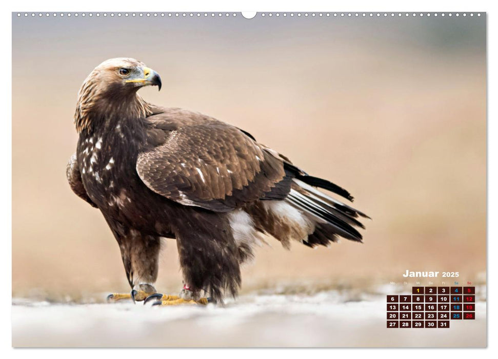 Big Five der Alpen Gämse, Steinbock, Murmeltier, Steinadler, Bartgeier (CALVENDO Premium Wandkalender 2025)