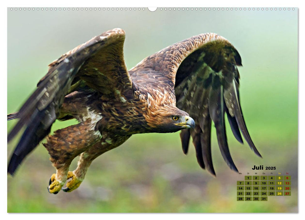 Big Five der Alpen Gämse, Steinbock, Murmeltier, Steinadler, Bartgeier (CALVENDO Premium Wandkalender 2025)