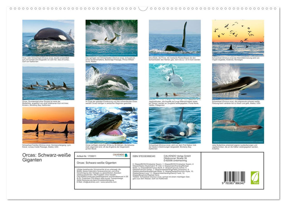 Orcas: Schwarz-weiße Giganten (CALVENDO Premium Wandkalender 2025)