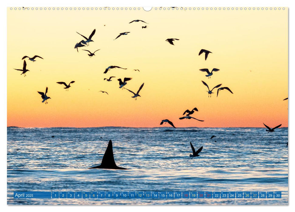 Orcas: Schwarz-weiße Giganten (CALVENDO Premium Wandkalender 2025)