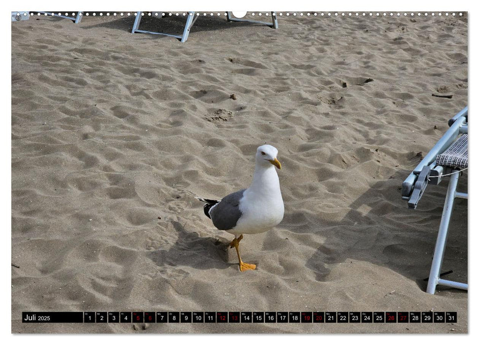 Grado im Frühsommer (CALVENDO Premium Wandkalender 2025)