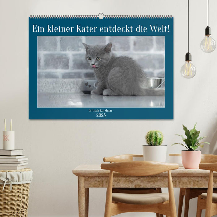 Ein kleiner Kater entdeckt die Welt! (CALVENDO Wandkalender 2025)