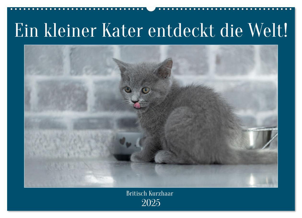 Ein kleiner Kater entdeckt die Welt! (CALVENDO Wandkalender 2025)