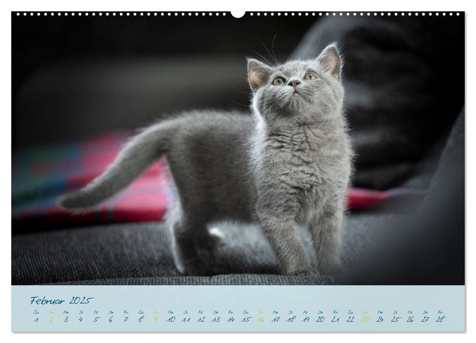 Ein kleiner Kater entdeckt die Welt! (CALVENDO Wandkalender 2025)