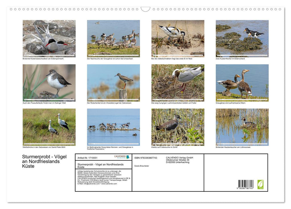 Sturmerprobt - Vögel an Nordfrieslands Küste (CALVENDO Wandkalender 2025)