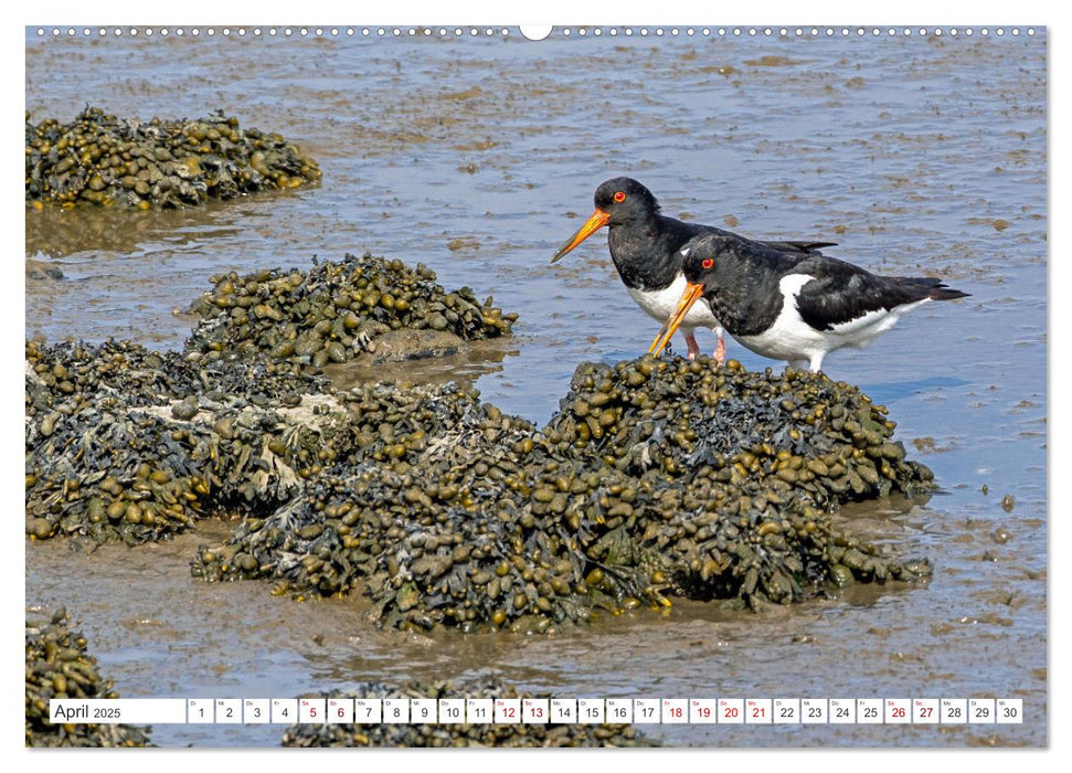 Sturmerprobt - Vögel an Nordfrieslands Küste (CALVENDO Wandkalender 2025)