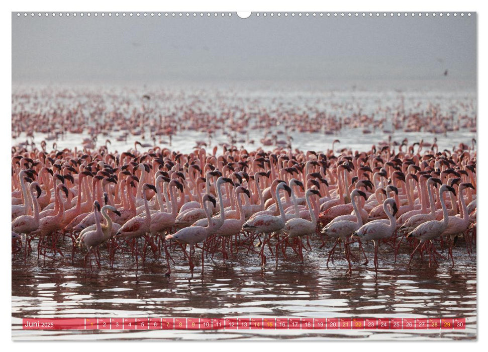 Flamingos am Lake Bogoria - Kenia (CALVENDO Premium Wandkalender 2025)