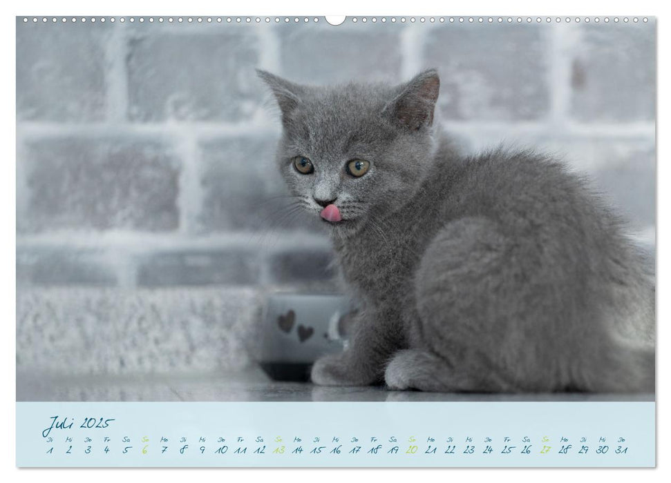 Ein kleiner Kater entdeckt die Welt! (CALVENDO Premium Wandkalender 2025)