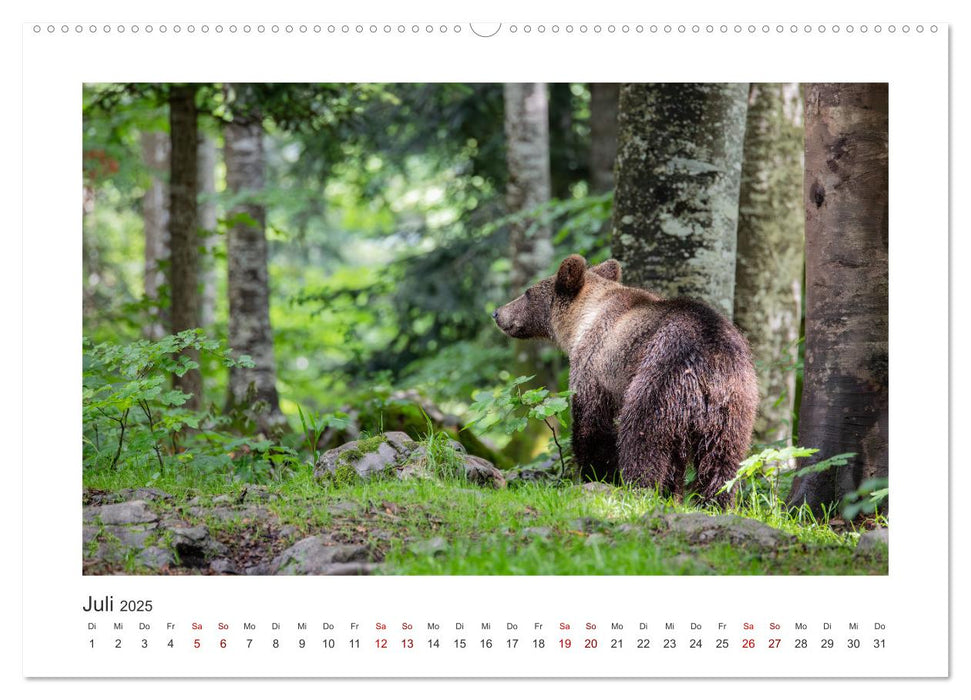 Slowenien - Wilde Bären und zauberhafte Natur (CALVENDO Premium Wandkalender 2025)