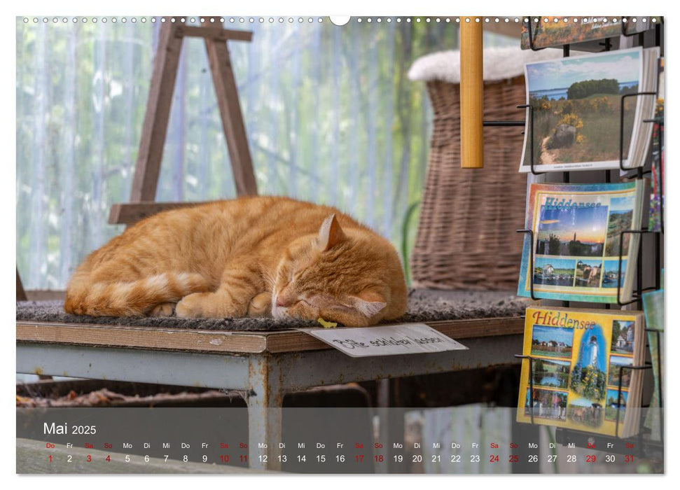 Inseelfeeling - Hiddensee (CALVENDO Premium Wandkalender 2025)