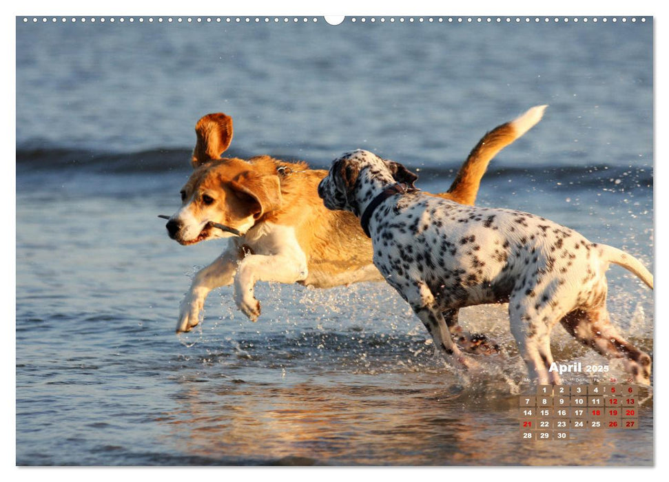 Ein Dalmatiner und ein Beagle - Auf der maritimen Jagd nach dem weltbesten Stock (CALVENDO Wandkalender 2025)