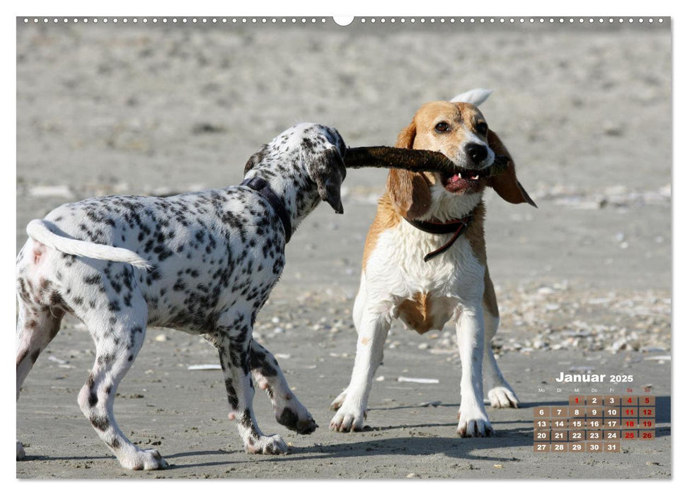 Ein Dalmatiner und ein Beagle - Auf der maritimen Jagd nach dem weltbesten Stock (CALVENDO Premium Wandkalender 2025)