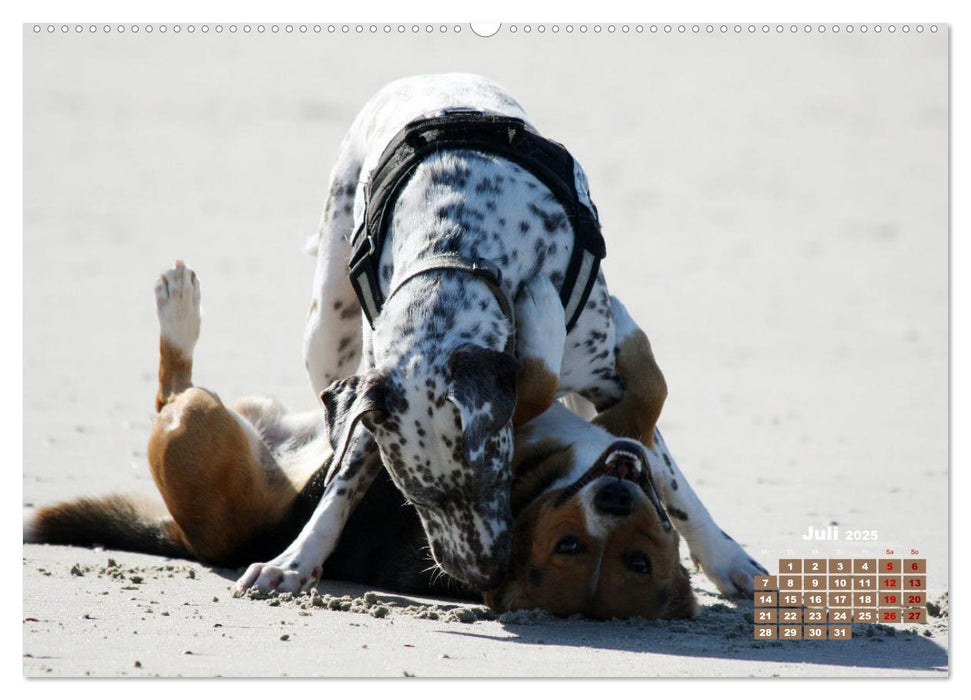 Ein Dalmatiner und ein Beagle - Auf der maritimen Jagd nach dem weltbesten Stock (CALVENDO Premium Wandkalender 2025)