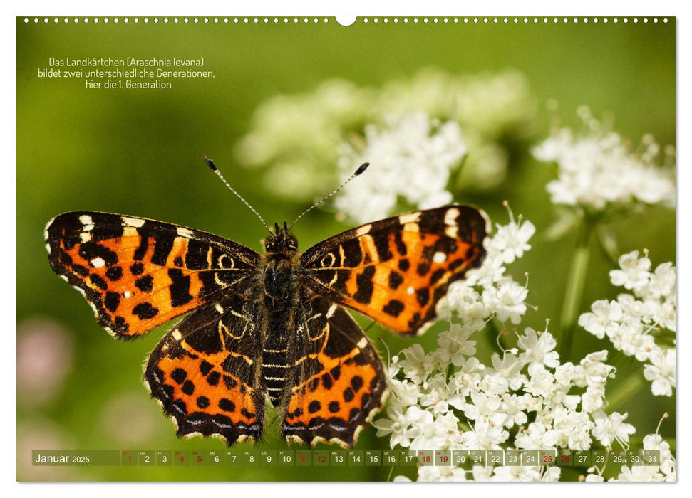 Frankens Insekten (CALVENDO Premium Wandkalender 2025)