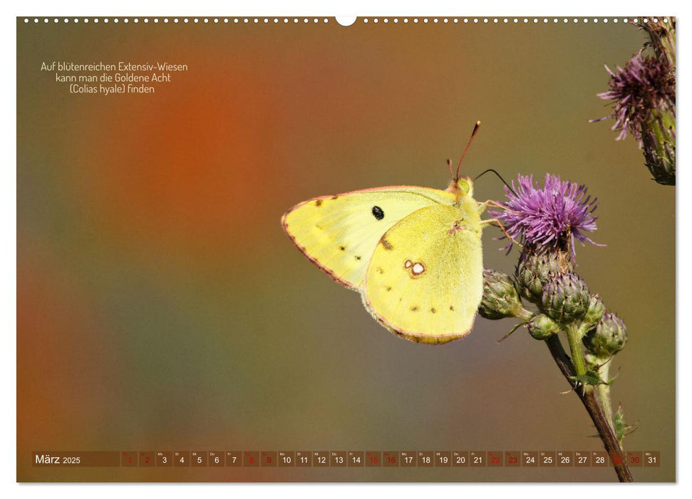 Frankens Insekten (CALVENDO Premium Wandkalender 2025)