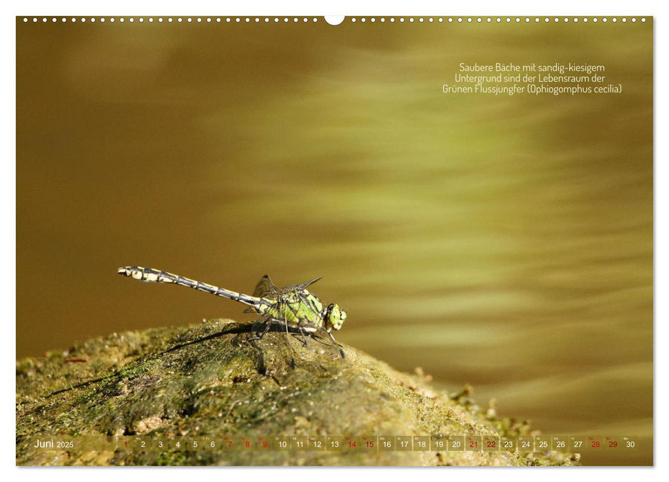 Frankens Insekten (CALVENDO Premium Wandkalender 2025)