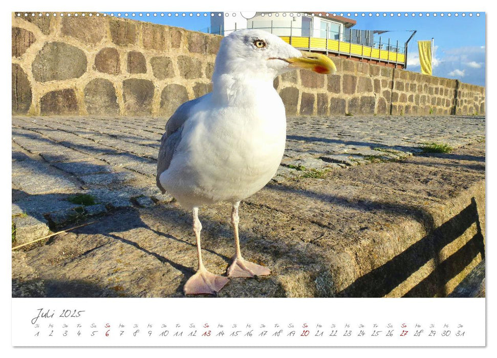 Mein Sassnitz - Hafenstadt und Erholungsort an der Kreideküste von Rügen (CALVENDO Premium Wandkalender 2025)