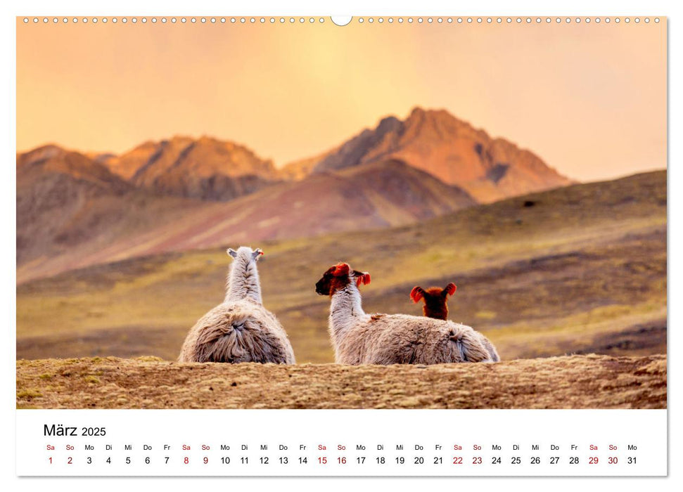 Lamas in Südamerika (CALVENDO Premium Wandkalender 2025)