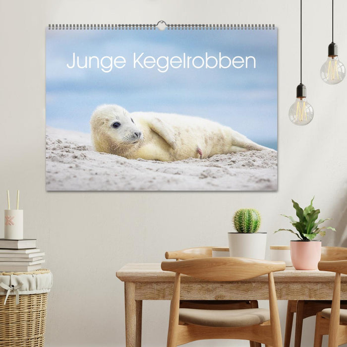 Junge Kegelrobben (CALVENDO Wandkalender 2025)