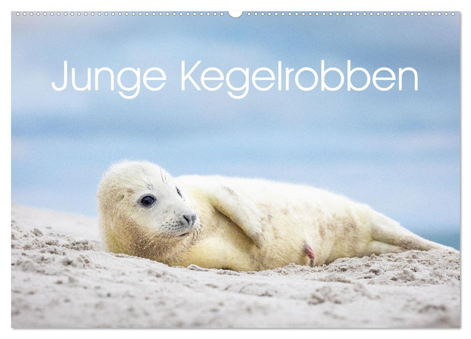 Junge Kegelrobben (CALVENDO Wandkalender 2025)