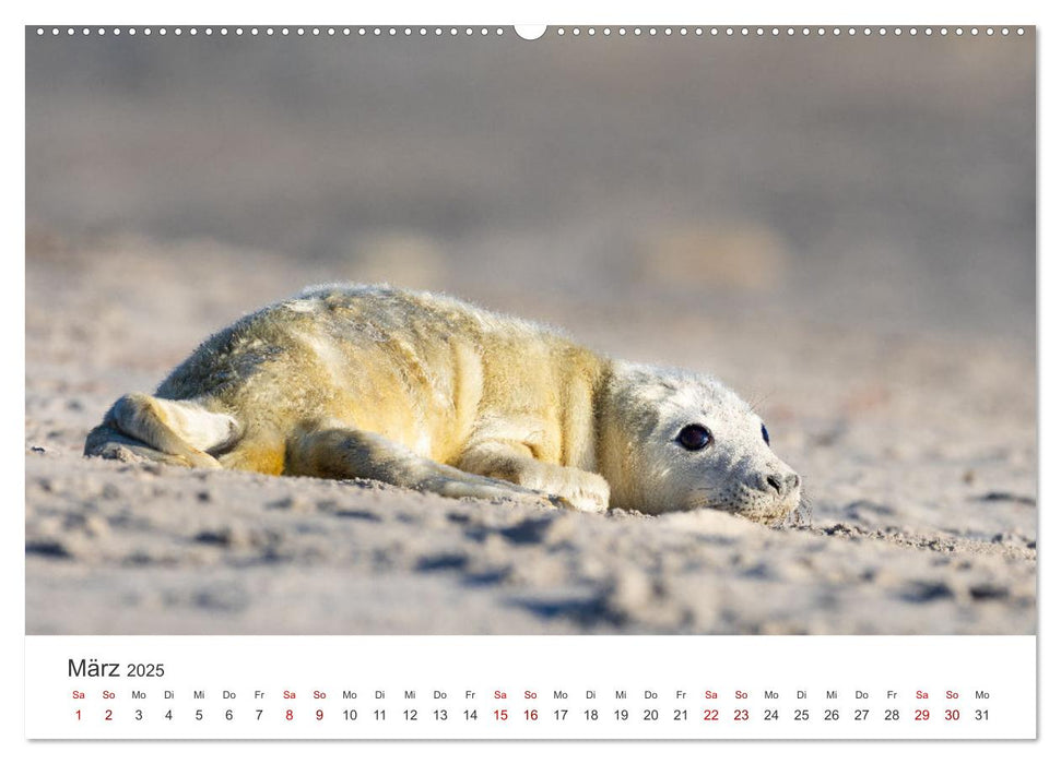 Junge Kegelrobben (CALVENDO Wandkalender 2025)