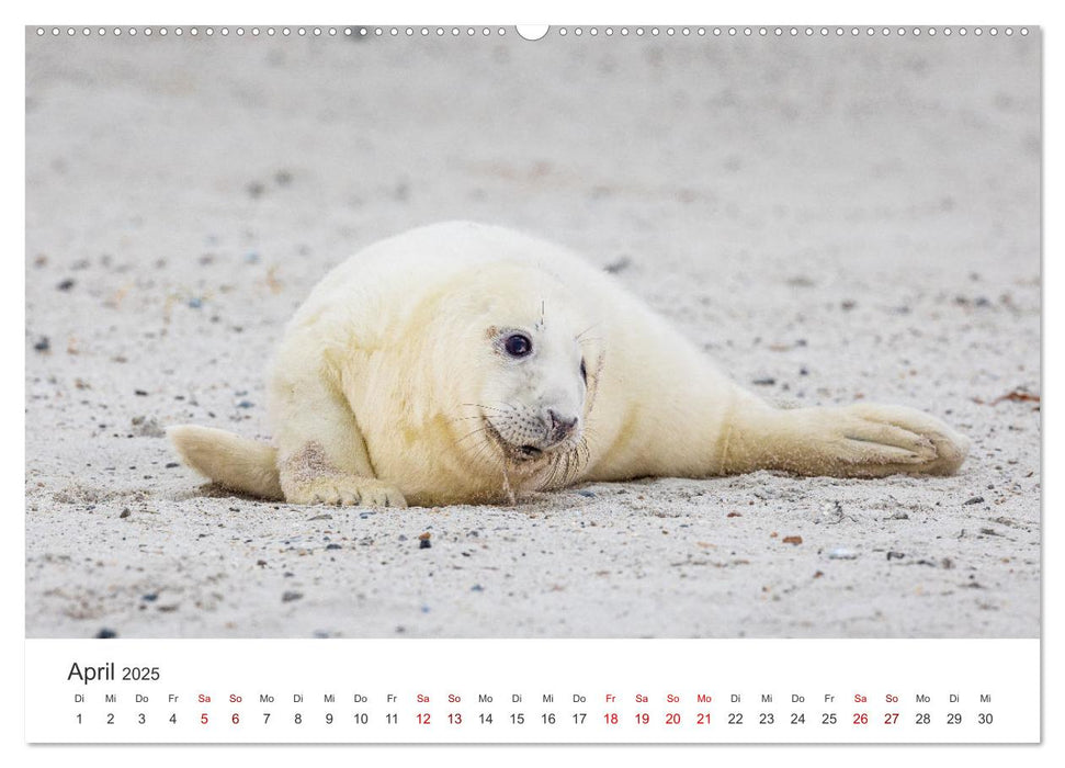 Junge Kegelrobben (CALVENDO Wandkalender 2025)