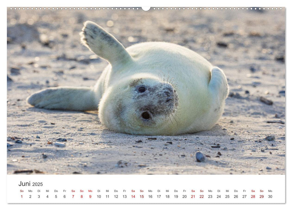 Junge Kegelrobben (CALVENDO Wandkalender 2025)