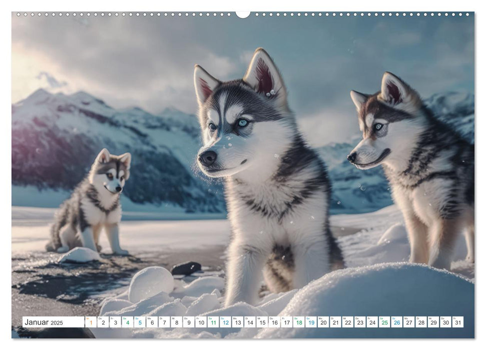 Husky Faszination (CALVENDO Premium Wandkalender 2025)