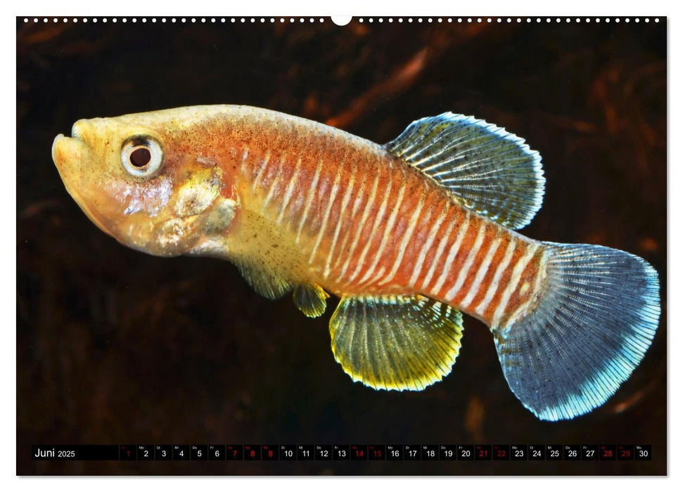 Outdoor-Aquaristik (CALVENDO Premium Wandkalender 2025)