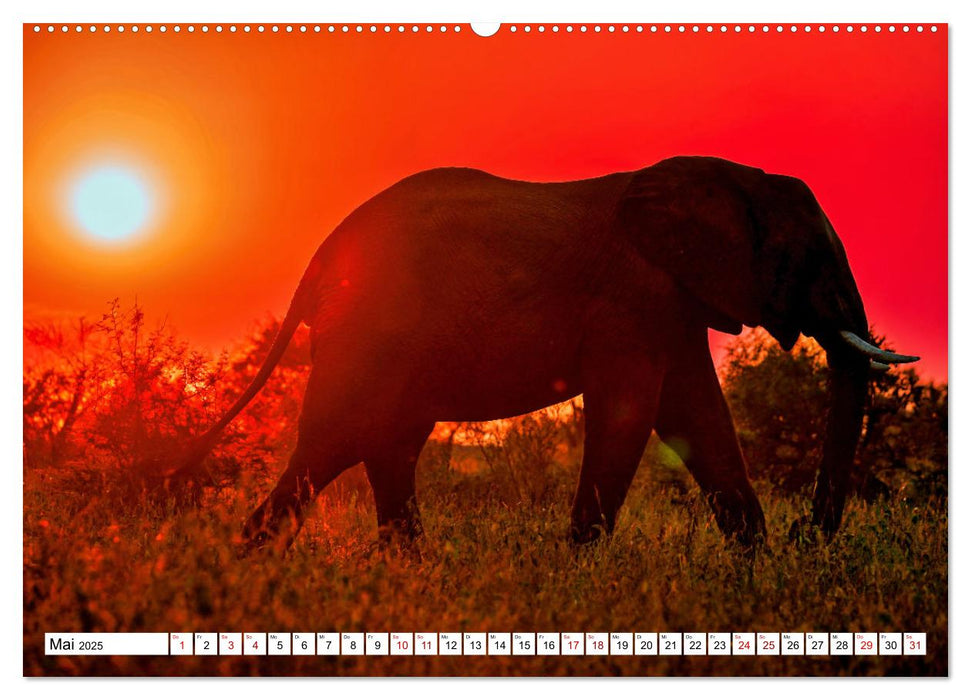 Elefanten-Traum - Herzenssache Afrika (CALVENDO Wandkalender 2025)