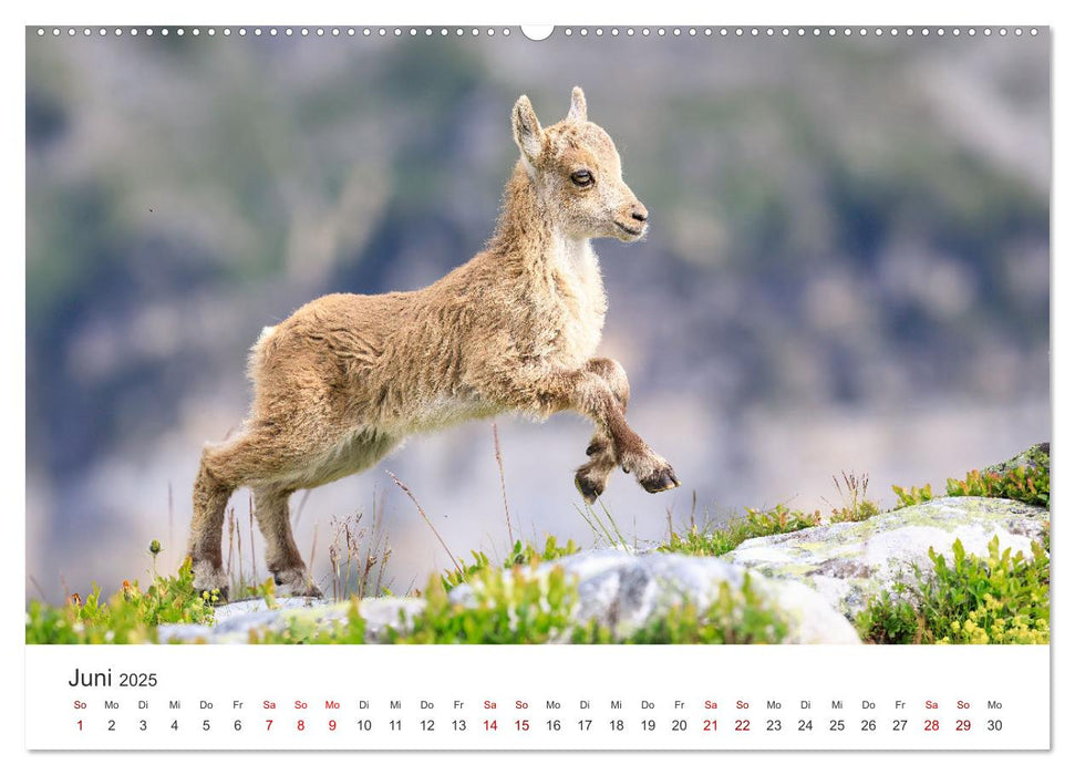 Steinbock - König der Alpen (CALVENDO Premium Wandkalender 2025)