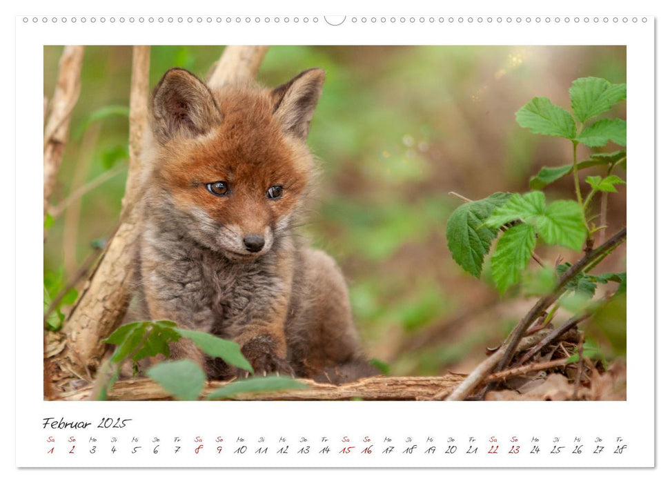 Füchse - zauberhafte Seelen (CALVENDO Wandkalender 2025)