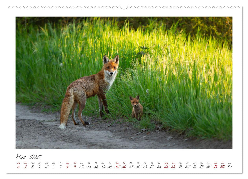 Füchse - zauberhafte Seelen (CALVENDO Wandkalender 2025)