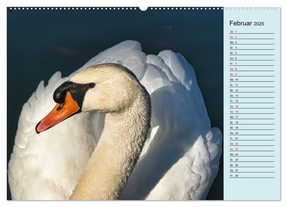 Schwanenzauber (CALVENDO Premium Wandkalender 2025)