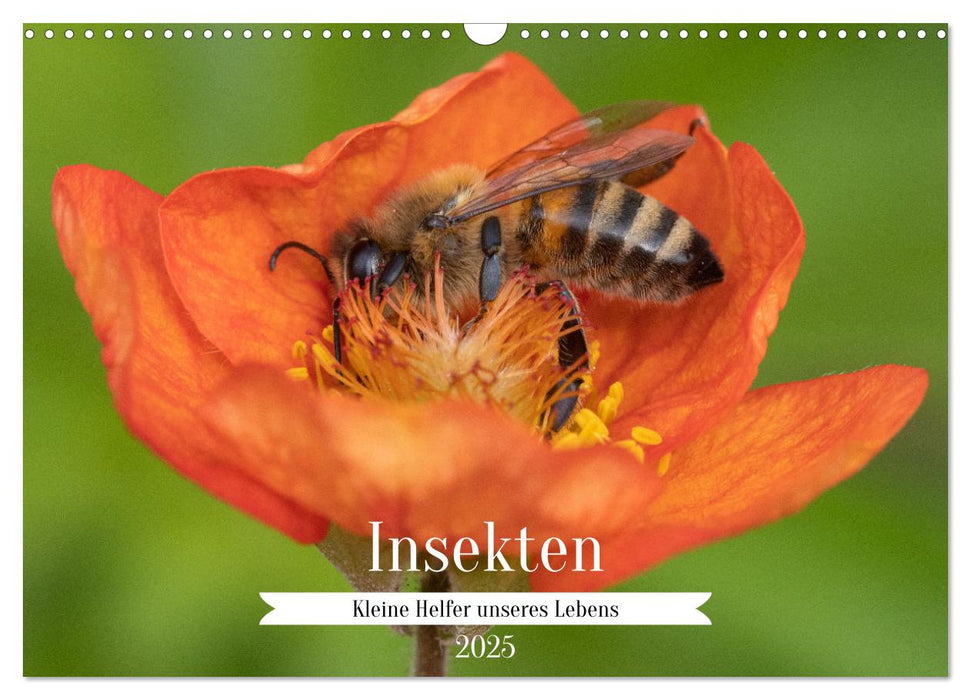 Insekten - Kleine Helfer unseres Lebens (CALVENDO Wandkalender 2025)