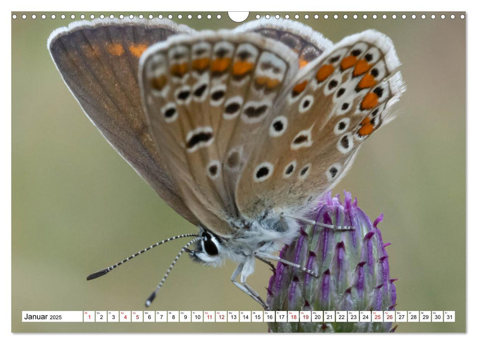 Insekten - Kleine Helfer unseres Lebens (CALVENDO Wandkalender 2025)