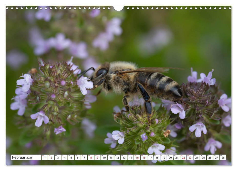 Insekten - Kleine Helfer unseres Lebens (CALVENDO Wandkalender 2025)