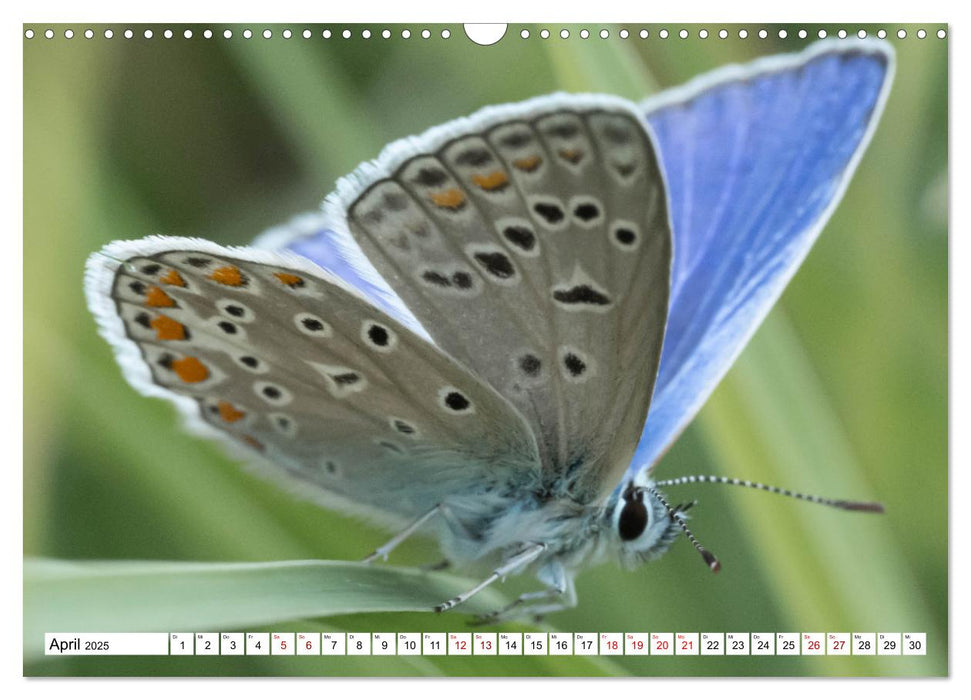 Insekten - Kleine Helfer unseres Lebens (CALVENDO Wandkalender 2025)