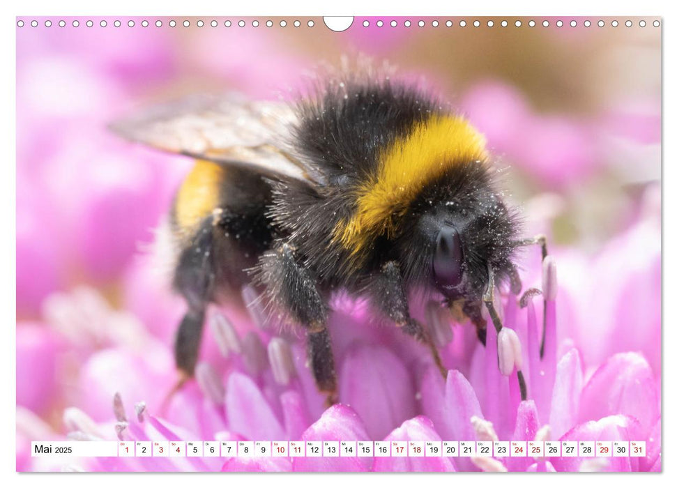 Insekten - Kleine Helfer unseres Lebens (CALVENDO Wandkalender 2025)